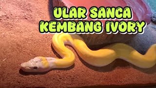 ULAR SANCA KEMBANG IVORY ular ularsanca ularsancakembang ularberbahaya snake ularberbisa [upl. by Bevan505]