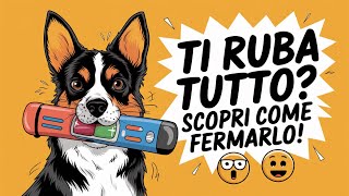 Scopri Come Fermare il Tuo Cane Dal Rubare Oggetti in 3 Semplici Passi AddestramentoCani cani [upl. by Edveh]