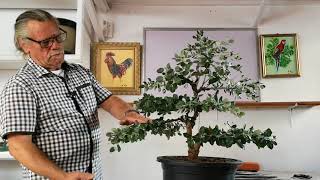 Serie el metrosideros capítulo 7 remodelado de la copa jardín de bonsai de Antonio Ruiz [upl. by Giorgio180]