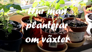 Hur man planterar om växter [upl. by Nanreit]