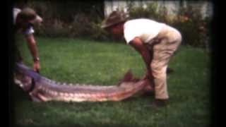 Snake River Sturgeon fishing 1950s [upl. by Flessel]