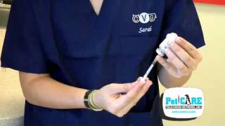 How to Give your Pet Injections [upl. by Rosalee]