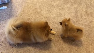 Tiny pomeranian puppy barking running cute puppy [upl. by Anneyehc374]