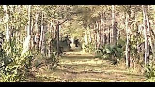 Skunk Ape Sighting and Tracks Florida Bigfoot [upl. by Ahsienet138]