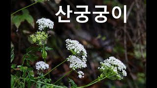 산궁궁이참고본Mountain hemlock parsely [upl. by Clapper934]