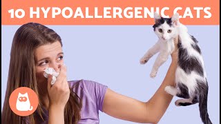 10 CAT BREEDS for PEOPLE With ALLERGIES 🐱✅ Hypoallergenic Cats [upl. by Riatsila]