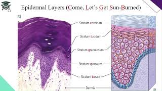 The Integumentary System  HighYield Anatomy Review Course ALPA [upl. by Jason]