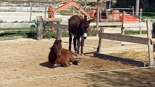 Les écuries de la Clape  Pension pour chevaux en narbonnais [upl. by Dnomal75]