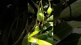 Mango tree  Mangifera indica  Mamidi chettu  Mango flower  Mango 🥭 [upl. by Akenn]