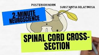 2Minute Neuroscience Spinal Cord Crosssection [upl. by Ednalrim]