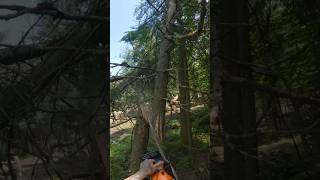 Cutting Through the Swamp Tree Removal Frenzy 🪓🌲 tree satisfying arborist satisfyingvideo [upl. by Aniles308]