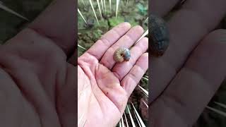 I found Beetle larvae🪲🐞 beetle larvae shorts scary arthropods viralvideo [upl. by Wardle861]