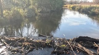 “BEAVERS INTOWN FAULT” Unclogging Culvert Discharge Ditch Clogged By Beavers [upl. by Marin398]