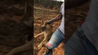 Live Market coyote trapping trapper [upl. by Marella]