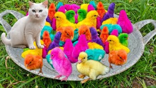 World Cute Chickens Colorful Chickens Rainbows Chickens Cute Ducks Cat RabbitsCute Animals [upl. by Franklin]