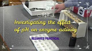 Investigating the effect of pH on enzyme activity  REQUIRED PRACTICAL [upl. by Rae666]