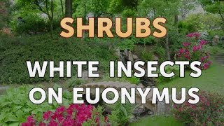 White Insects on Euonymus [upl. by Uv]