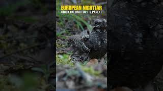 🐥 The Nightjar Chick Calls its Parent 🐦 [upl. by Goles]