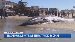 Beached Whale May Have Been Attacked By Orcas [upl. by Dorcea415]