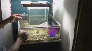 instalación acuario invertido central 360° grados  open bottom fish tank ● todoinventostv 4 [upl. by Coke352]