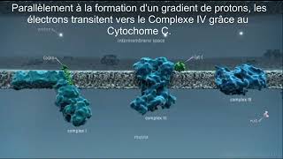 Phosphorylation oxydative [upl. by Tai]