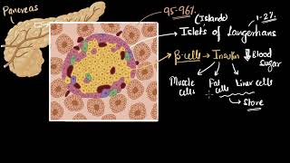 Pancreas insulin amp glucagon  chemical coordination  Biology class 11  Khan Academy [upl. by Der]