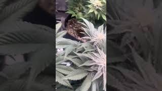 Grandaddy Purple Grow [upl. by Hselin]