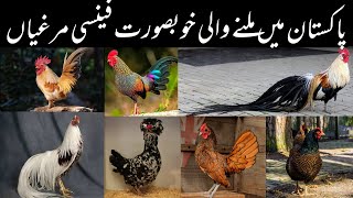 15 Most Beautiful Fancy Chicken Breeds in Pakistan  Expensive Fancy Hen Types and Facts in Urdu [upl. by Nelia]