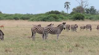 5 DAYS OKAVANGO DELTA amp MOREMI GAME RESERVE [upl. by Eanal497]