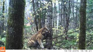 Wild Siberian Tiger in Russian Far East [upl. by Niriam]