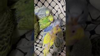 Spangle budgies Chicks for sale in Hyderabad contact 9700100211 lovebirdshyderabad lovebirds love [upl. by Htebazileyram]