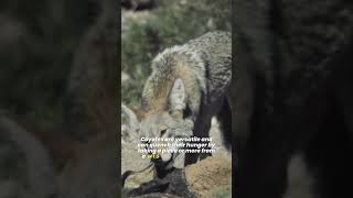 Coyotes 🦊 Intelligent and Cunning Dog Family [upl. by Mord]