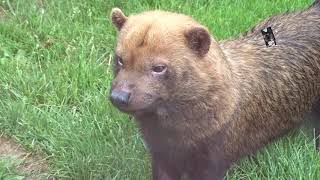 Le Chien de buisson est un animal bien hiérarchisé et semi aquatique  Le Domaine des Fauves 38 [upl. by Ibor]