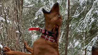 Idaho Mountain Lion Hunting With Hounds  Self Filmed  Redbone Power  screamingeagleoutdoors3092 [upl. by Atiuqan306]