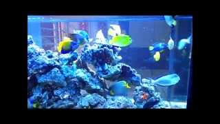 Marine Angelfish Community Tank [upl. by Airekal]