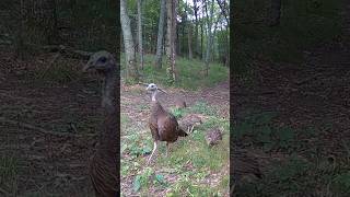 Turkey Poults [upl. by Labors]