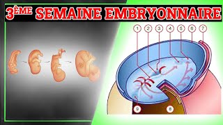 3ème Semaine du Développement Embryonnaire  Embryologie Humaine [upl. by Auria]