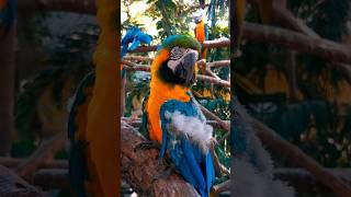 amazing facts about macaw parrot  macaw parrot information in hindi macaw shorts [upl. by Caroline]