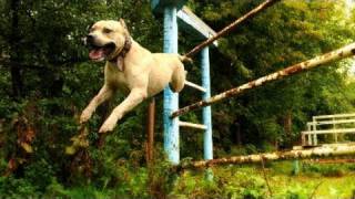 TreTStyle parkour dog from Ukraine [upl. by Arlon585]