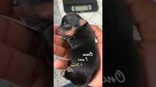 greenscreen greenscreenvideo My baby has grown so much🤎 puppy fypシ yorkies foryou newborn [upl. by Leone]