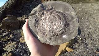 Fossil Collecting at Saltwick Bay July 2024 fossils fossilhunting fossildiscovery [upl. by Nytsirc]