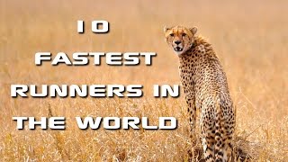 Top 10 Fastest Animals in the World Fastest Runners in the Animal Kingdom  FreeSchool [upl. by Kalin]