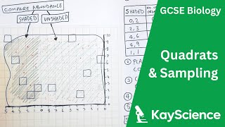 Quadrats and Sampling Required Practical  GCSE Biology  kaysciencecom [upl. by Kamat305]