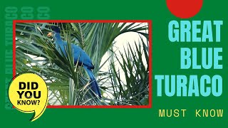 great blue turaco calling sound 🦜 largest species of turaco [upl. by Ethel]