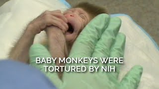 Baby Monkeys Were Tortured by NIH [upl. by Randene]