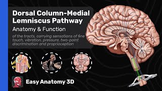 Dorsal Column  Medial Lemniscus Pathway DCML  Ascending Tracts Anatomy amp Function  Easy Anatomy [upl. by Croft]