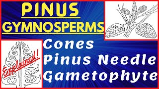 Genus Pinus Gymnosperm  Pinus Needle and Stem Structure  Male and Female Cone  Morphology Diagram [upl. by Bluhm]