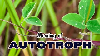 What is the meaning of Autotroph [upl. by Dorothea606]