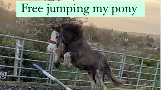 In hand polework session with felix free jumping get felix fit for winter [upl. by Ibmat]