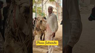 Chacha Kareem ki Ustad  Worldly Wonders cow pathancattlefarm2023cows cattlefarm cow [upl. by Toomin]